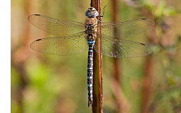  Migrant Hawker Dragonfly 