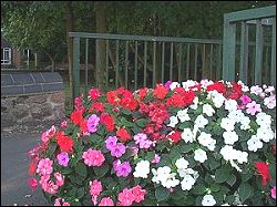  planter and flowers in Quorn Cross 